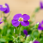 Aubretia