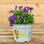 Aubretia