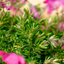 Phlox