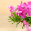 Phlox