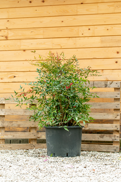 Nandina Domestica