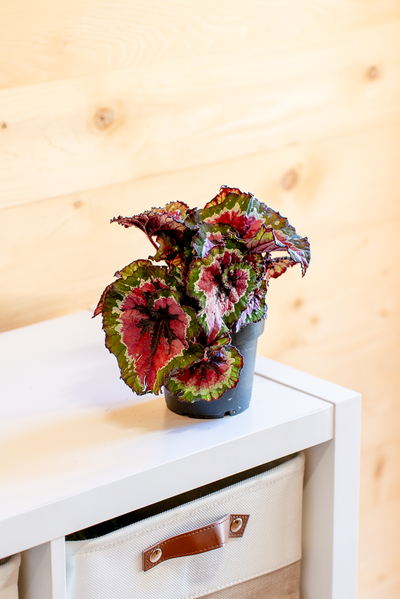 Begonia Rex