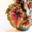 Begonia Rex