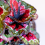 Begonia Rex