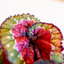 Begonia Rex