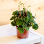 Peperomia Lilian