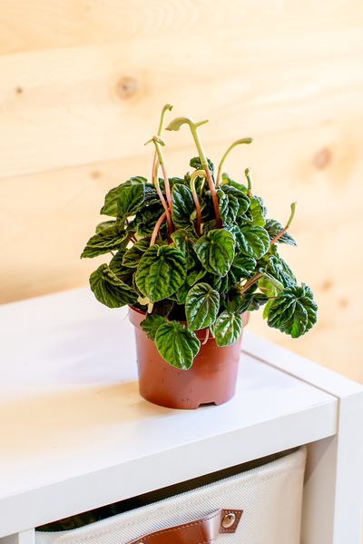 Peperomia Lilian