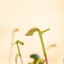 Peperomia Lilian