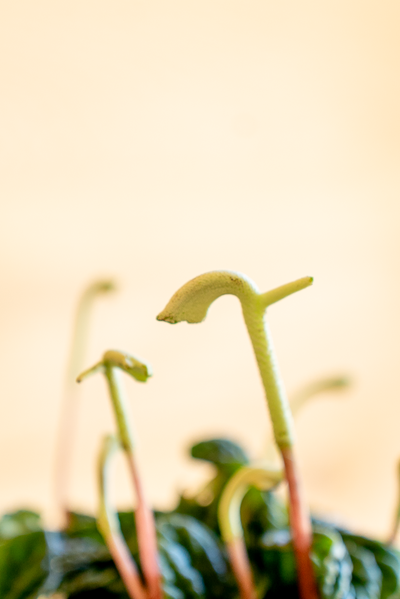 Peperomia Lilian