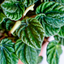 Peperomia Lilian