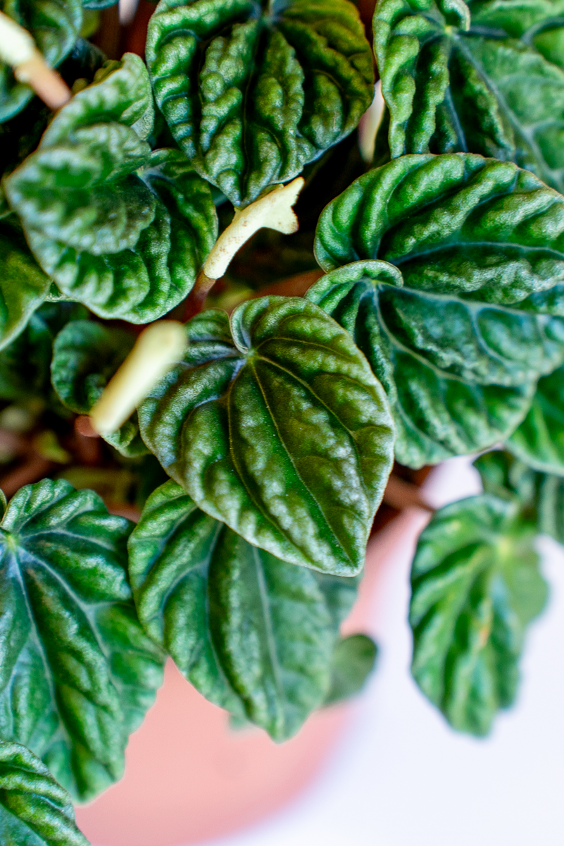 Peperomia Lilian