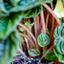 Peperomia Lilian