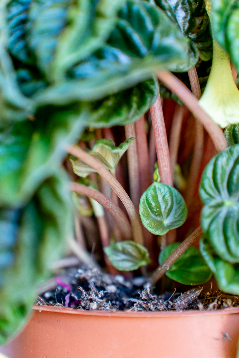 Peperomia Lilian
