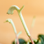 Peperomia Lilian