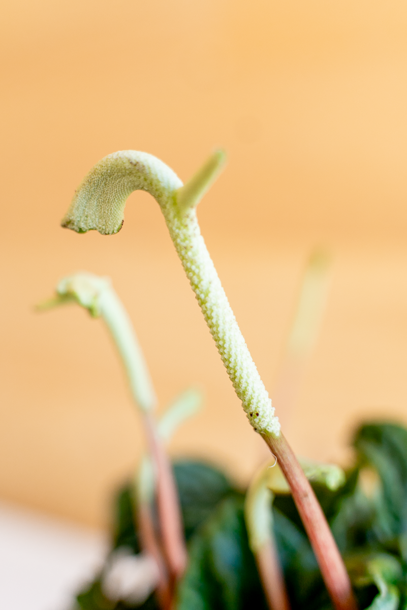 Peperomia Lilian