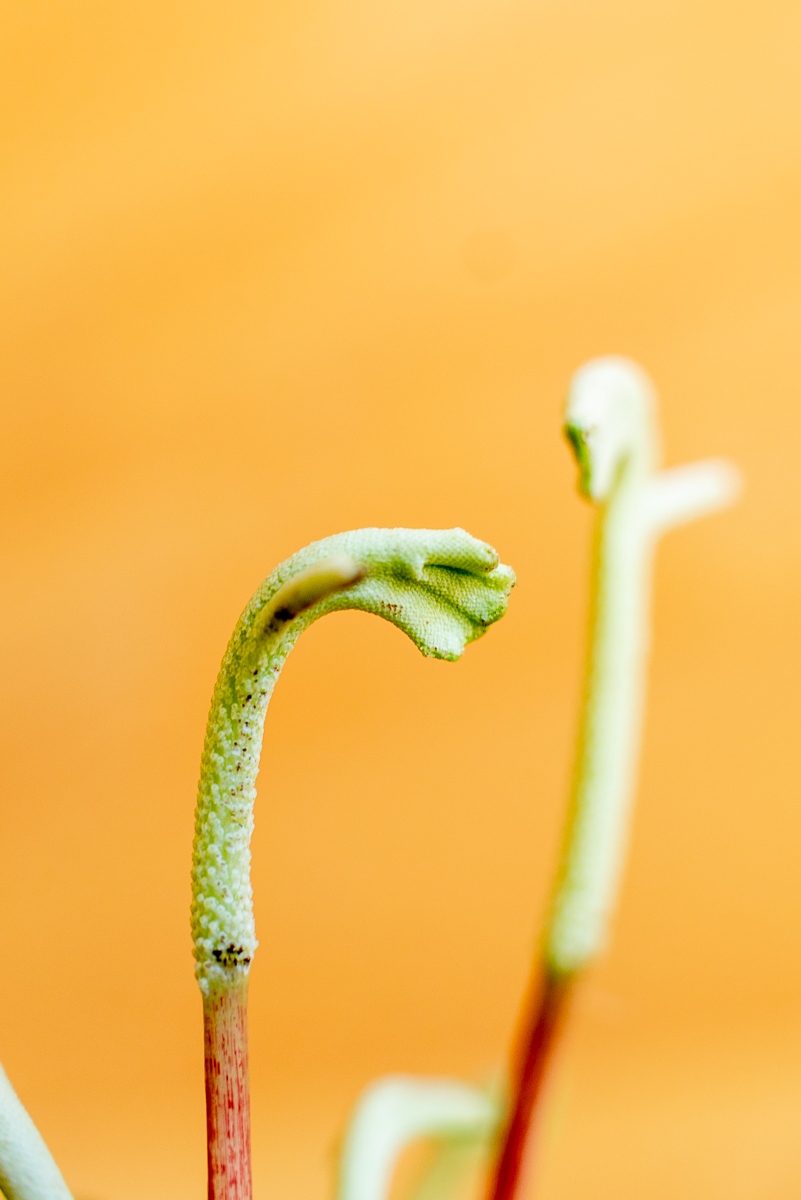 Peperomia Lilian