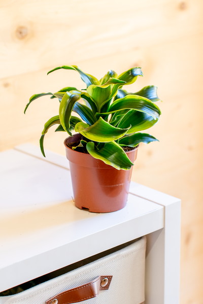 Dracena