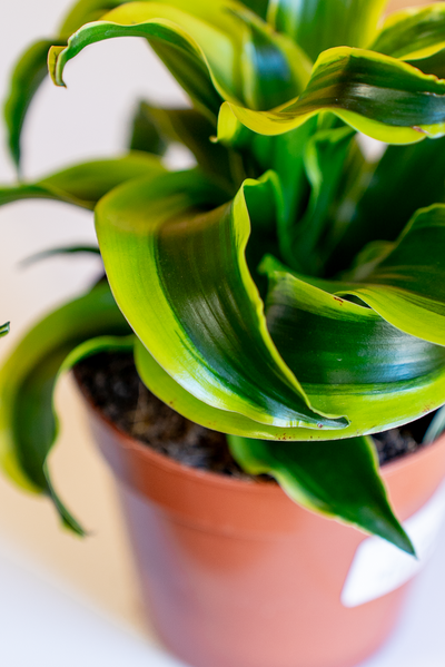 Dracena