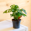 Monstera Monkey Leaf