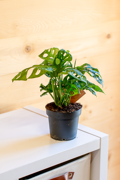 Monstera Monkey Leaf