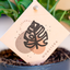Monstera Monkey Leaf