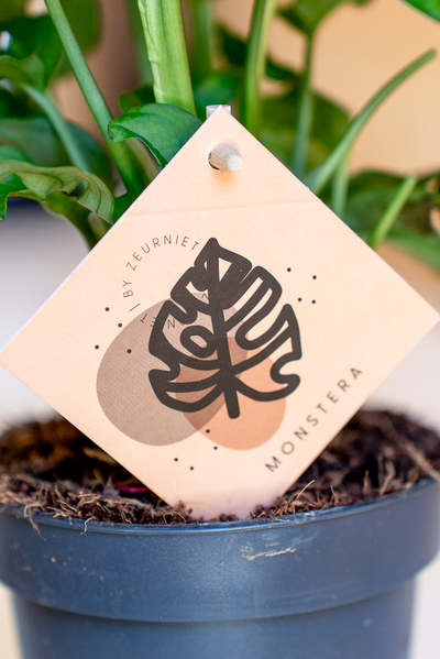 Monstera Monkey Leaf