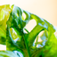 Monstera Monkey Leaf