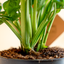 Monstera Monkey Leaf