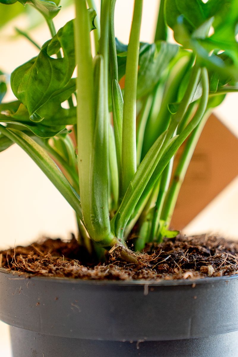 Monstera Monkey Leaf