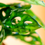 Monstera Monkey Leaf