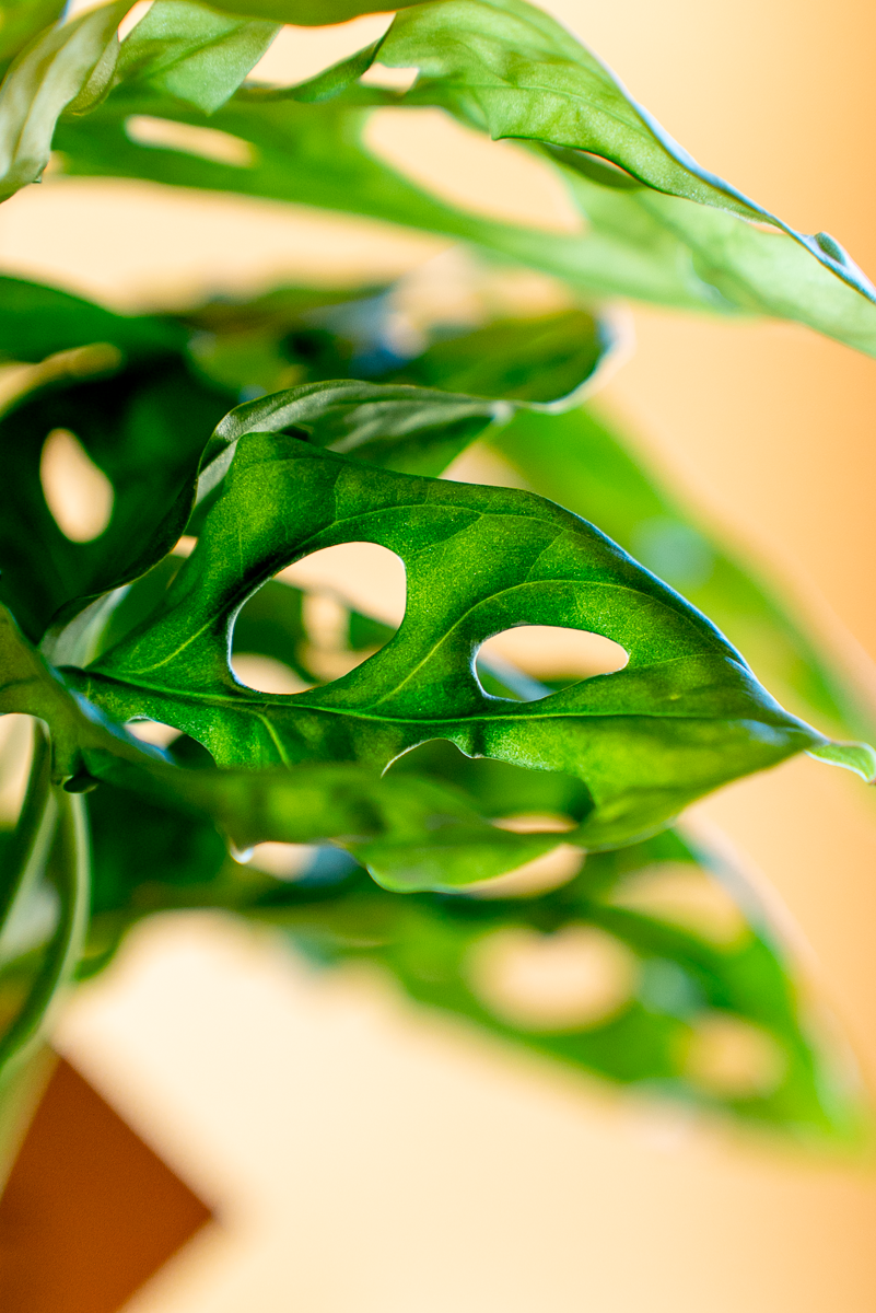 Monstera Monkey Leaf