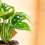 Monstera Monkey Leaf