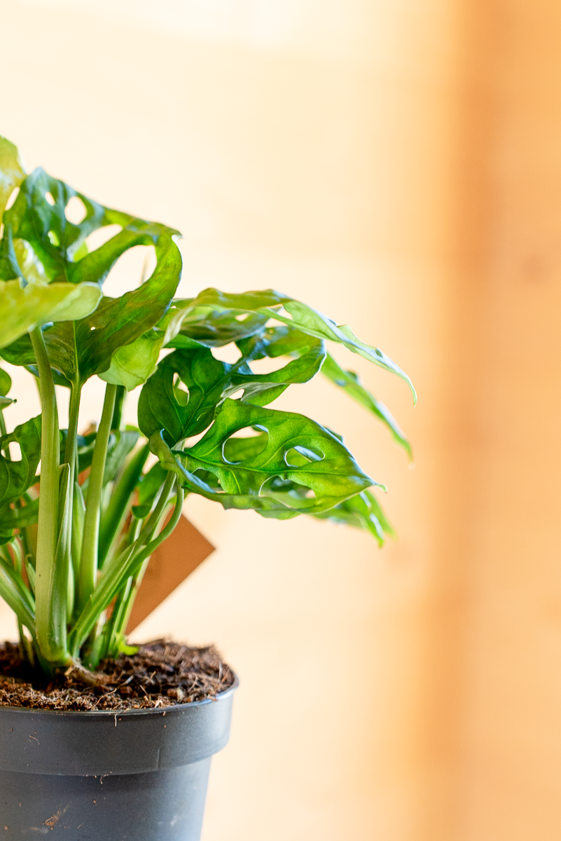 Monstera Monkey Leaf