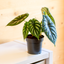 Alocasia Dragon Scale