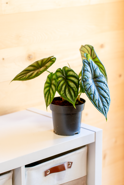 Alocasia Dragon Scale