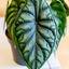 Alocasia Dragon Scale