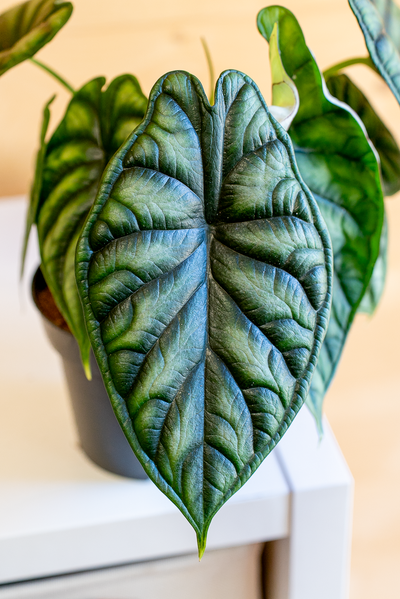 Alocasia Dragon Scale