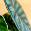 Alocasia Dragon Scale