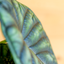 Alocasia Dragon Scale