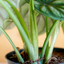Alocasia Dragon Scale