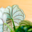 Alocasia Dragon Scale