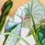 Alocasia Dragon Scale