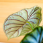 Alocasia Dragon Scale