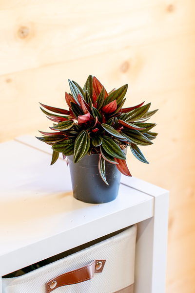 Peperomia Caperata Rossa