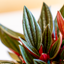 Peperomia Caperata Rossa