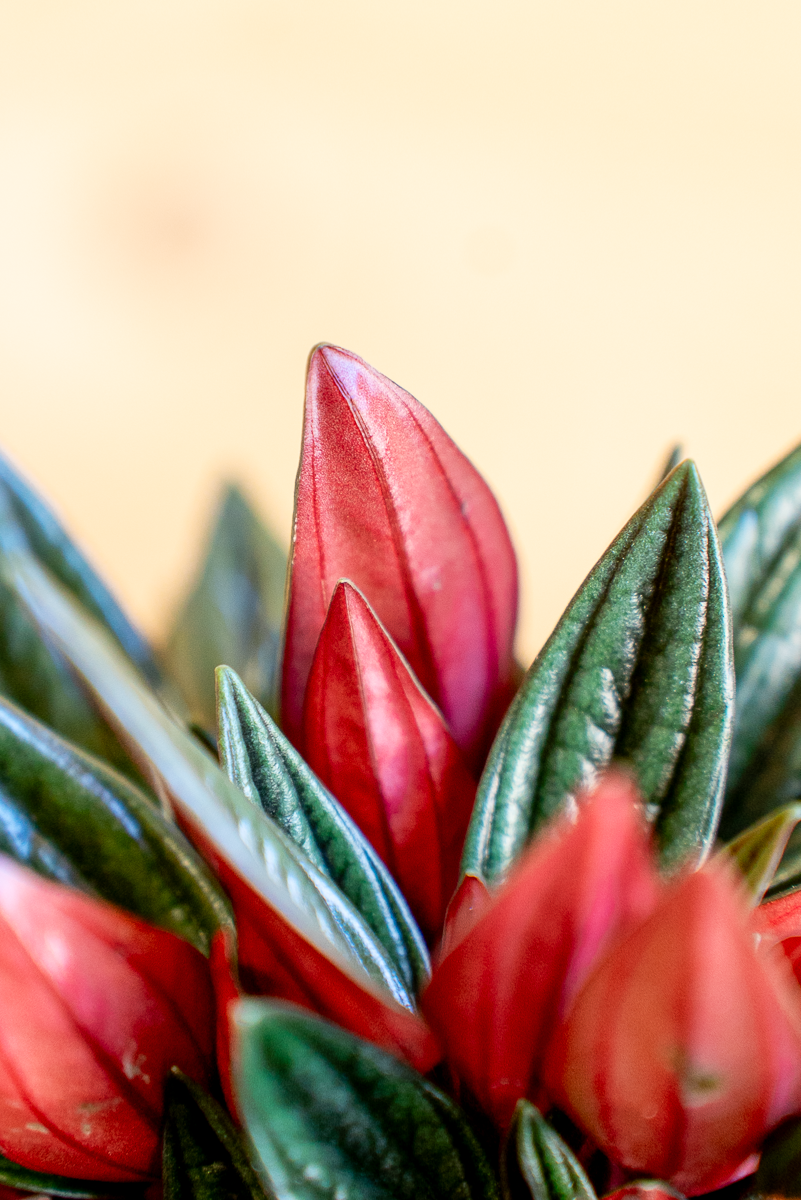 Peperomia Caperata Rossa