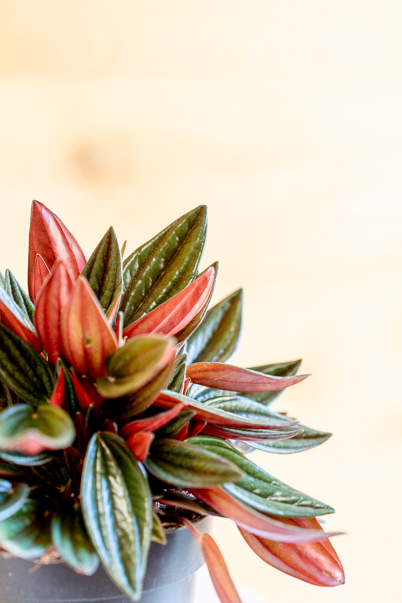 Peperomia Caperata Rossa
