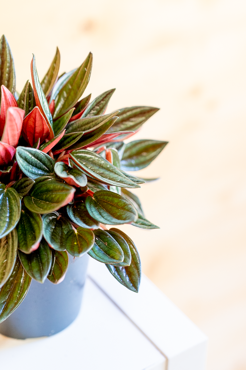 Peperomia Caperata Rossa
