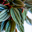 Peperomia Caperata Rossa