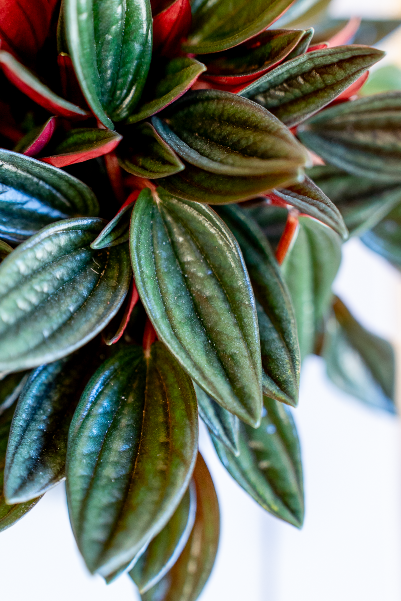 Peperomia Caperata Rossa